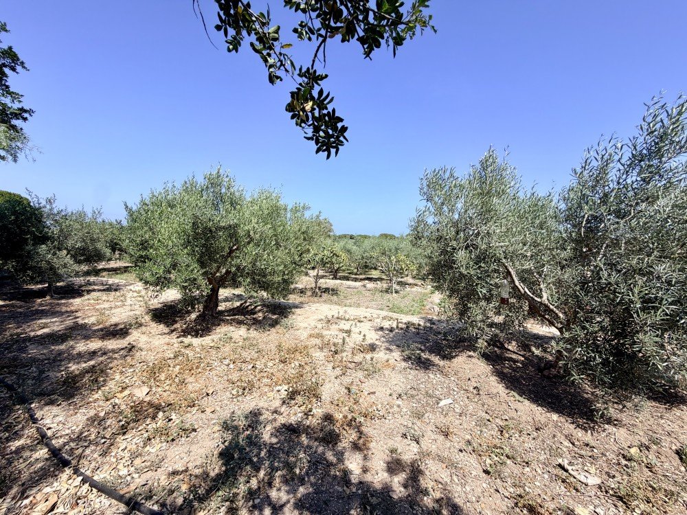Country House for Sale in La Marina, Alicante