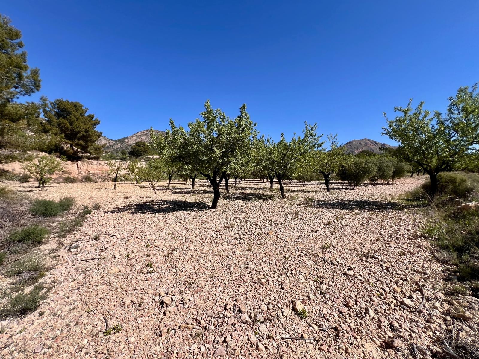 Country House for Sale in Barinas, Murcia