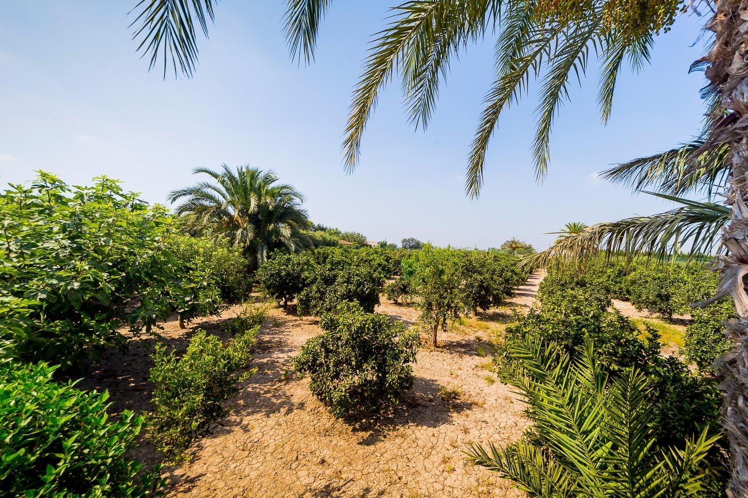 Country House for Sale in Almoradi, Alicante